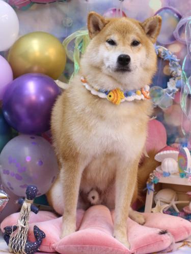 20240822こまくん